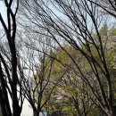 수원정육연탄구이셀프식당 | 수원 스타필드 근처 맛집: 야장 삼겹살 고기집 상록회관연탄구이