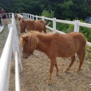 얼룩목장 이미지