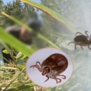 바글 서울신문