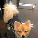 Just Grooming 이미지