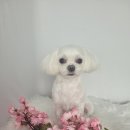 코코목욕 이미지