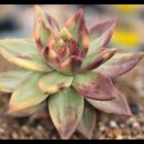 푸르농장 이미지