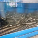 싱싱참숯장어 본점 이미지