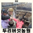 두리농장 | 인천 아이와 가볼만한 곳, 🍄두리버섯농원 버섯 수확+피자 만들기+버블이벤트 완벽