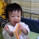 댕이맘마 이미지