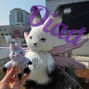 Oiad 오아드 팝업 스토어 in 성수 / 팝업후기