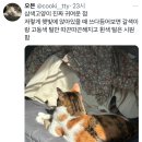 삼색고양이 진짜 귀여운 점 저렇게 햇빛에 앉아있을 때 쓰다듬어보면 갈색이랑 고동색 털만 따끈따끈해지고 흰색 털은 시원함 이미지