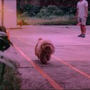 서울애견 이미지