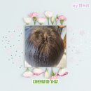 모두스가발