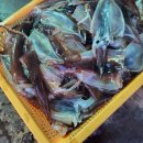 묵호어판장 이미지