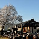 상하리 벚꽃길 이미지