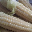 완정농장 이미지