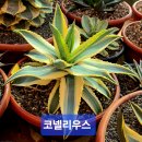 #아가베 코넬리우스 이미지