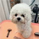 그루밍124