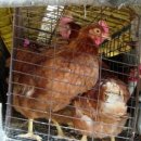 기만농장 이미지