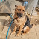 문경가축병원 이미지