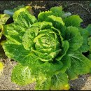 수우농장 이미지