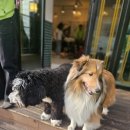 서울애견 이미지