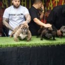 하이롤러 코리아 이미지