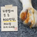 주식회사 밥펫 | 강아지 피부염 연고만으로 해결이 안됐던 진짜 이유