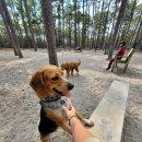 강아지산책 이미지