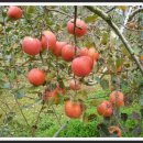 월매리 사과 밭 이미지
