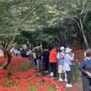 영광 불갑산상사화축제 웹이코노미