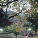 모야의숲 캠핑장 이미지