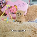 장화신은 고양이 & 강아지 미용 | 브리티쉬숏헤어분양 장화신은 고양이를 닮은 치즈냥이 공주님을 소개합니다!