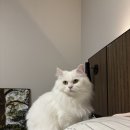 묘발소 | 구미 봉곡동 고양이 무마취 미용 추천! 야옹아부탁해 후기