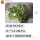 대영농원 김천2농장 | [판매글] 산지직송 김천 샤인머스캣 고당도 프리미엄 망고포도 샤인머스켓 2kg, 4kg