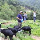 황룡뿌리(흑염소농장) 이미지