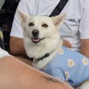 종가옥(장작불곰탕) | 반려동물 행동 지도사 2급 실기 준비하기! (3)