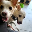 토론토 동물병원 이미지