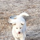 우혈도 네이버블로그