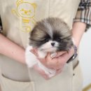 부산강아지분양 테디럽 명지본점 이미지