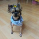 둘리애견 이미지