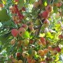 가음농장 이미지