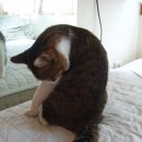 레오그루밍 이미지