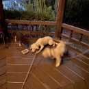 정자 반려견 이미지