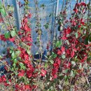 천국나무농원 이미지