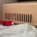 강아지 켄넬 | 강아지 용품 추천 행복켄넬 450 진도믹스 사용 후기