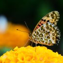 함평 나비축제 이미지