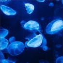 순대만족 이미지