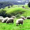 세심목장 이미지