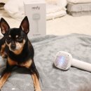 오&Pet | 리스피 OH라디칼 케어 펫브러쉬 강아지 빗 추천 죽은털 제거와 피부 관리까지 하나로 끝낸 후기