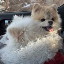 짱구애견 | [평택 | 안중] 솔직리뷰 / 평택 애견 카페 / 반려견 디저트 맛집/ 멍토피아 후기