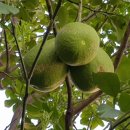 포멜로(POMELO)