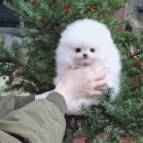 딜라잇독 앤 캣 강아지고양이 분양 시흥 | 군포강아지분양 꼼꼼하게 알아보고 왔어요 요미독앤캣 덕분에요