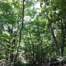 서귀포자연휴양림 이미지